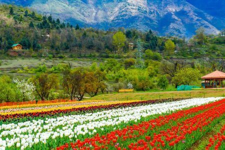 Srinagar-in-April_golden_wheels