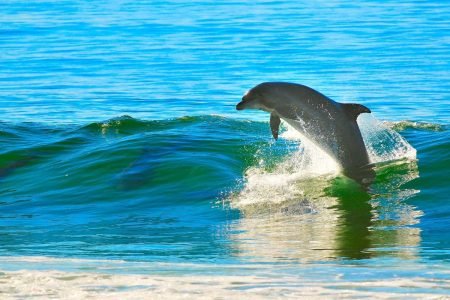 cheapest-dolphin-sighting-in-goa