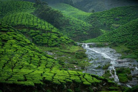 munnar (1)