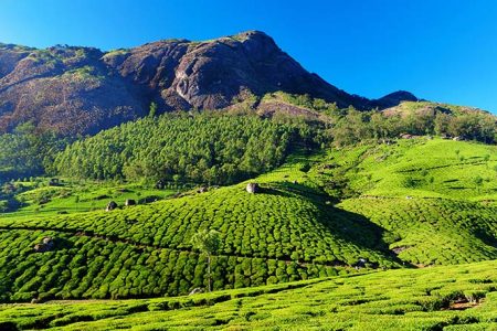tea-plantation-valley-in-munnar-kerala-india